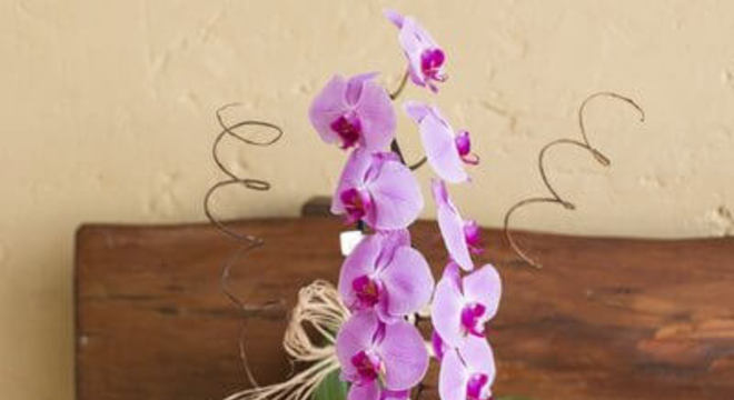 Mini orquídea no jardim