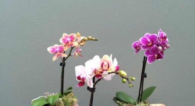 Mini orquídea para decoração de casa