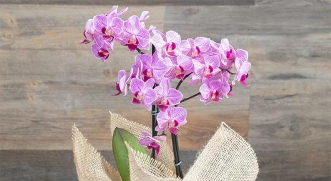 Mini orquídea para entregar de presente