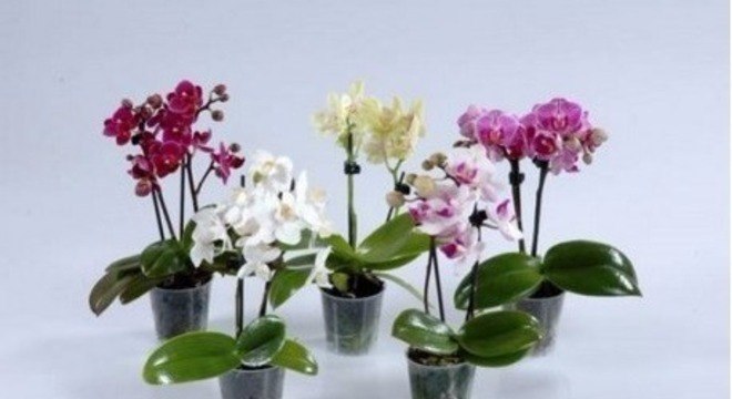 Mini orquídea phalaenopsis
