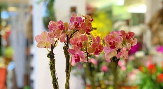 Mini Orquídea rosa