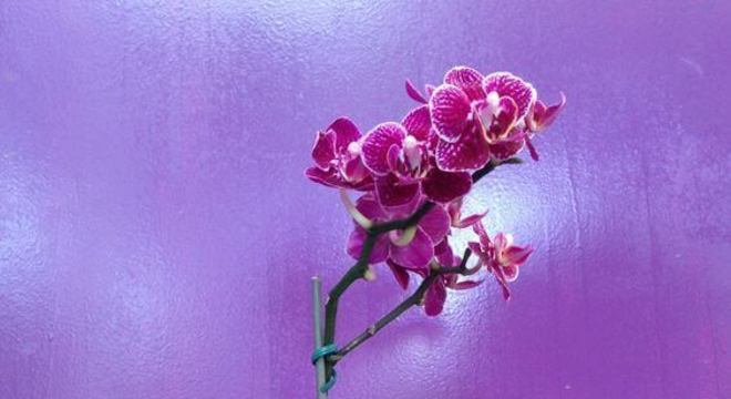 Mini orquídea roxa