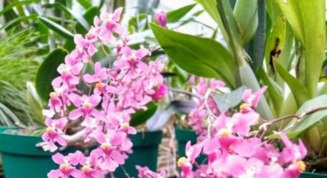 Mini orquídea roxa 