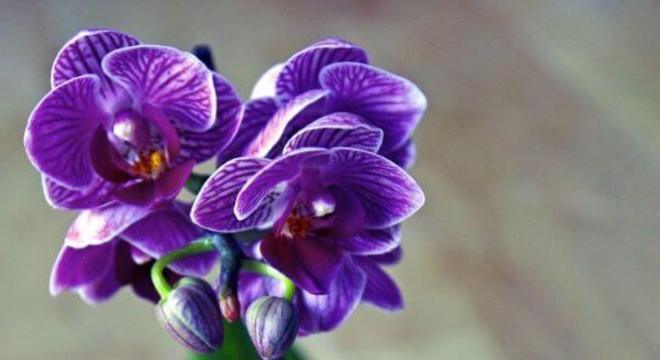 Mini orquídea roxa com vaso combinando