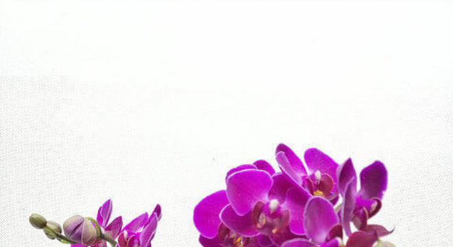 mini orquídea roxa na decoração