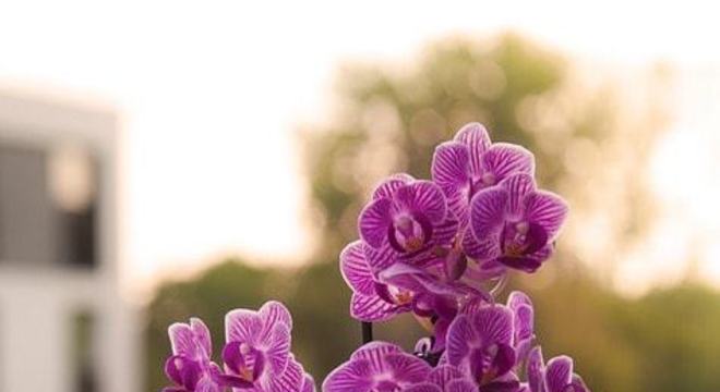 Mini orquídea roxa no aparador da janela