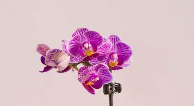 mini orquídeas