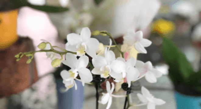 Mini orquídeas raras