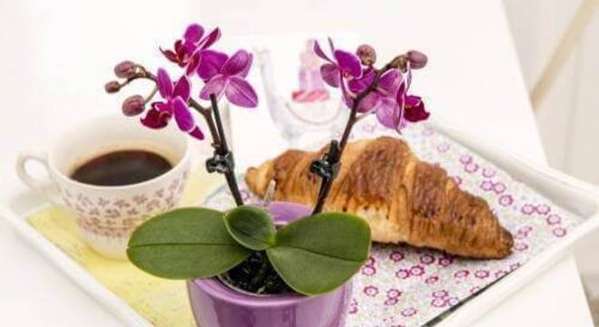Mini orquídeas raras