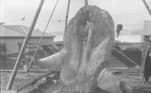 Acima, um exemplar de peixe-lua adulto da espécie Mola alexandrini coletado no porto de Sydney, em 1882Não saia daí! Jovem volta de quarentena e acha só esqueleto de bicho de estimação