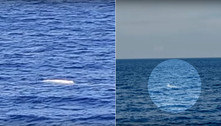 Moby Dick real! Cachalote branca raríssima é vista no mar da Jamaica 