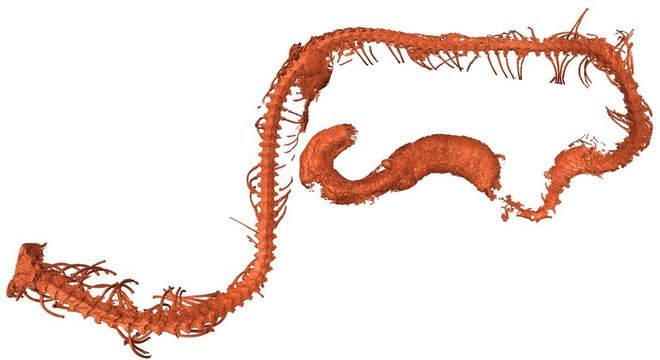  A cobra é similiar em tamanho a espécies atuais como as 'Cylindrophiidae'