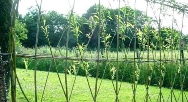 Modelo de cerca vida de bambu