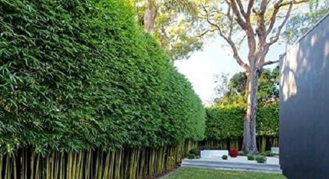 Modelo de cerca viva de bambu ornamental para casa
