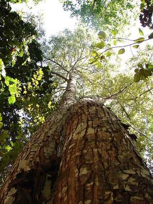 Mogno - Típica do bioma da Amazônia. Também chamada de Acaju , Aguano, Caoba e Mara. 
