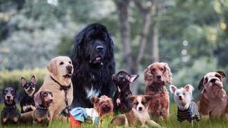 Descubra as raças de cães que vivem por mais tempo (Descubra as raças de cães que vivem mais tempo)