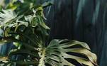 Monstera deliciosa ou costela-de-adãoComumente chamada de costela-de-adão, a Monstera é uma planta da família das aráceas. Possui folhas grandes e perfuradas, com longos pecíolos, flores aromáticas, branco-creme, e bagas amarelo-claras. A planta se dá bem em ambientes úmidos. A temperatura ideal para cultivar a Monstera é entre 20ºC a 25ºC . Portanto, o frio não é indicado para o cultivo dessa espécie. Esses são os cuidados mais básicos. Lembre-se de manter as folhas limpas