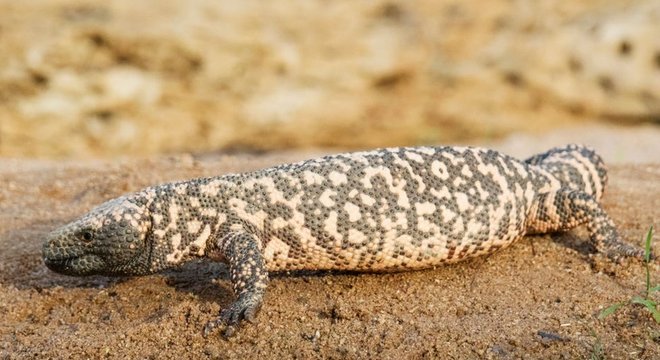 Monstro de Gila fotografado no sul do Arizona, nos EUA
