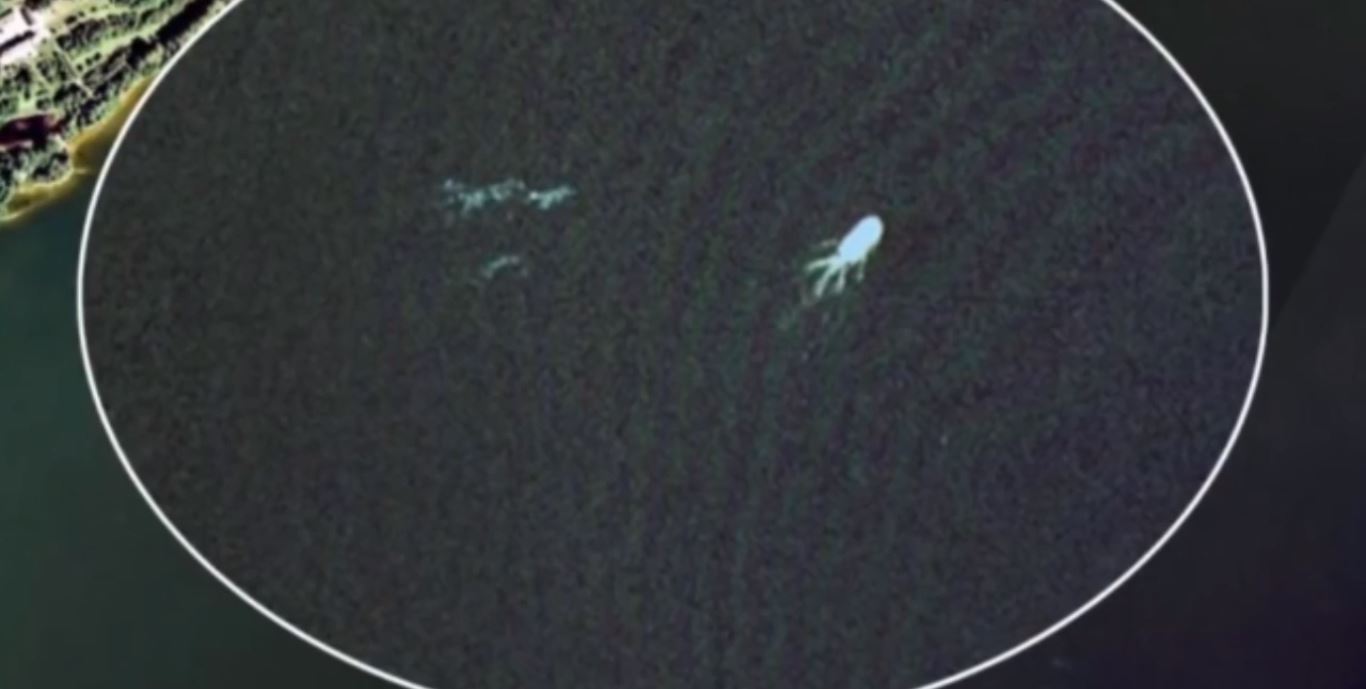 Google Earth scopre un mostro marino?