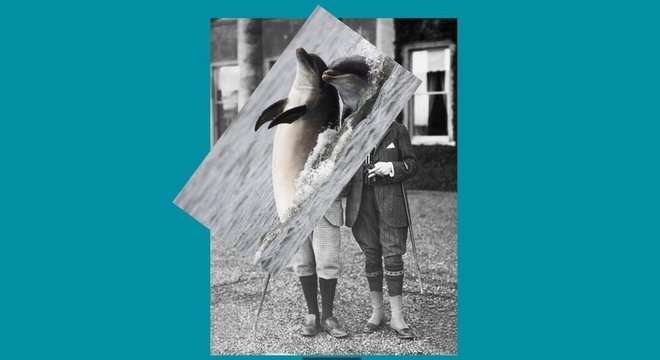 Montagem de fotos de golfinho com pessoas
