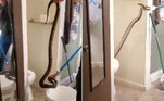 Um morador de Elk Grove, na Califórnia, foi surpreendido por uma jiboia-vermelha com 1,82 m de comprimento dentro de um vaso sanitário