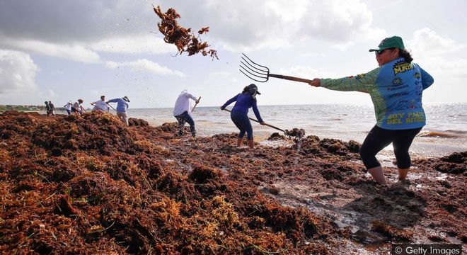  Moradores de cidades costeiras mexicanas enfrentam a difícil tarefa de tentar limpar os montes de sargaço manualmente 