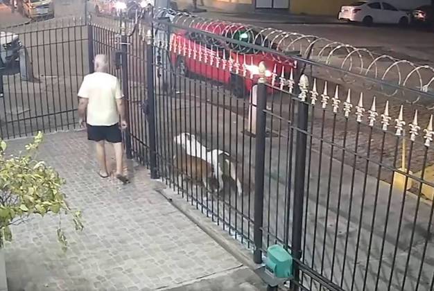 Moradores de prédios do bairro, protegidos pelas grades, viram quando os cães passaram de forma ameaçadora pela calçada. E eles, então, partiram para o ataque.