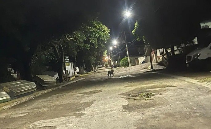 Moradores do município de Ladário, em Mato Grosso do Sul, se apavoraram com a chegada de uma onça pintada à área urbana. Ela ficou vagando pelas ruas até entrar numa casa. 