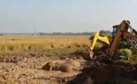 Com a ajuda de uma escavadeira eles cuidadosamente resgataram os animais e depois retiraram a lama deles