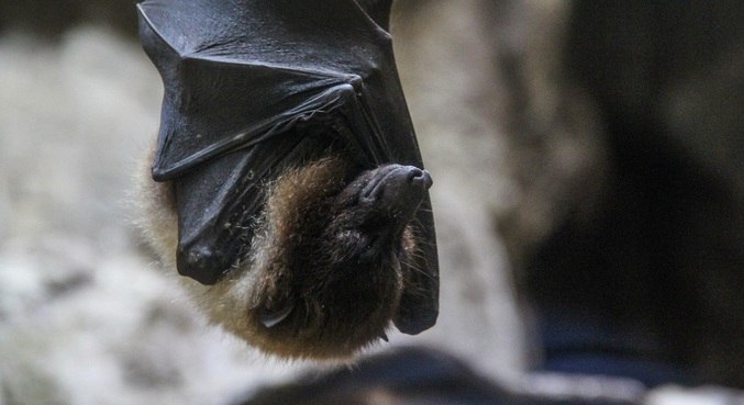 Cientistas buscaram agentes infecciosos entre os morcegos do Reino Unido