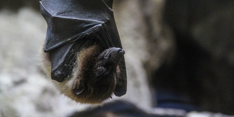 Morcego (Chiroptera)Os morcegos se localizam no ambiente e conseguem alcançar suas presas pela reflexão dos sons, já que eles não têm uma visão bem desenvolvida