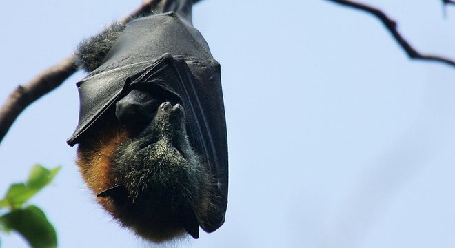 Você sabia que os morcegos podem viver até 40 anos?