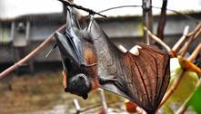 Morcegos urbanos têm mais chances de armazenar e transmitir vários tipos de coronavírus