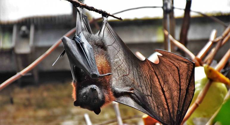 Morcegos que vivem no continente são hospedeiros naturais do vírus de Marburg