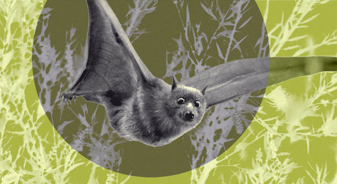 Morcegos polinizam mais de 500 espécies de plantas