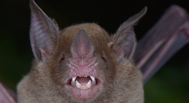O morcego de cara pálida se alimenta de frutas e insetos