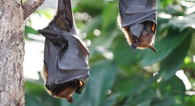 Novo coronavírus pode estar circulando há 70 anos em morcegos