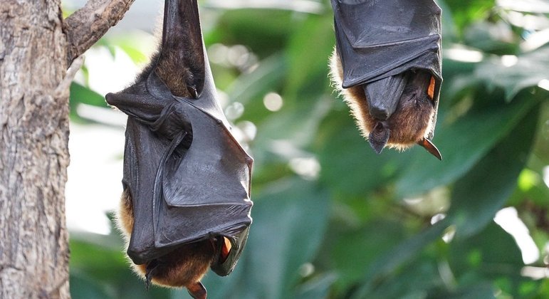 Morcegos são hospedeiros naturais de diversos coronavírus