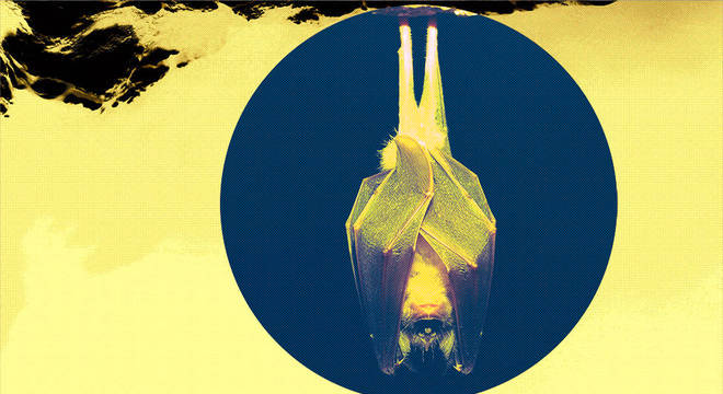 Dormir de cabeça para baixo é uma adaptação brilhante: competição quase zero por espaço para descanso e sempre pronto para voo em caso de emergência