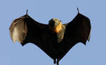 morcego-mamífero-voador