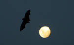 morcego-noite
