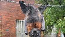 Morcego é resgatado após ficar preso pelo órgão genital em arame farpado 