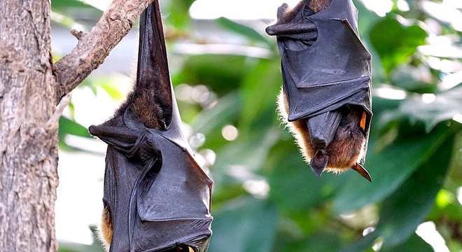 Morcego - quais os hábitos e o que tem a ver com a transmissão de doenças