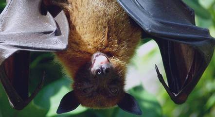 Duas vítimas foram mordidas por morcegos contaminados 
