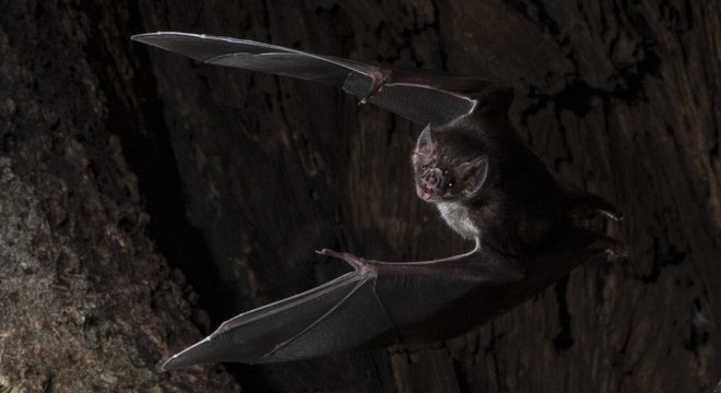 Morcegos-vampiros são os únicos mamíferos que se alimentam inteiramente de sangue