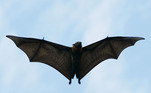 morcego-voando
