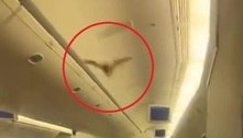 Morcego na primeira classe obriga avião a fazer pouso de emergência