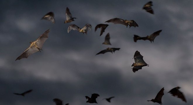 Eles geralmente vivem em colônias compostas por milhões de indivíduos