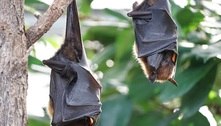 Como contato entre humanos e animais silvestres gerou epidemias 