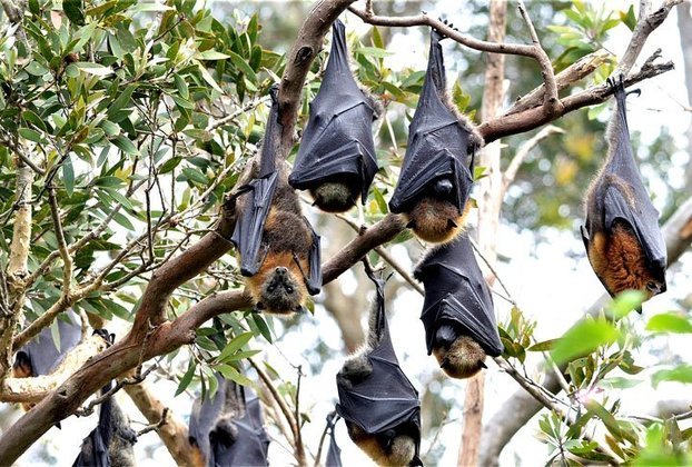 Morcegos: Os que hibernam são os que vivem em regiões temperadas e se alimentam de insetos. A hibernação é necessária para garantir a sobrevivência diante da falta de alimentos. 
